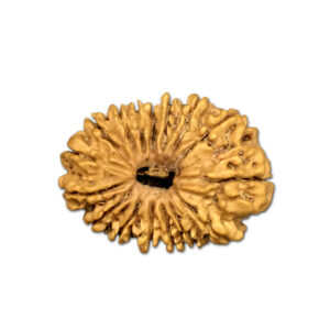 16 Mukhi Nepal Rudraksha |26.80mm|2.81gms