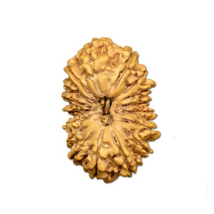 17 Mukhi Nepal Rudraksha |32.73mm|5.17gms