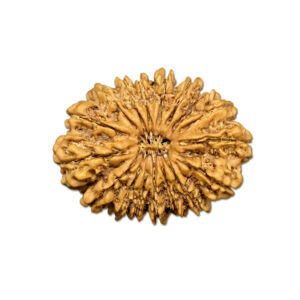 17 Mukhi Nepal Rudraksha |33.37mm|5.76gms