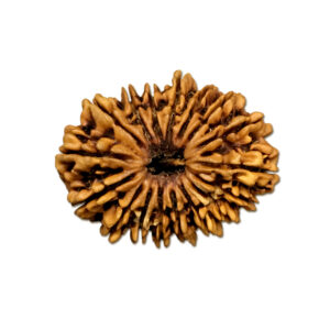 17 Mukhi Nepal Rudraksha |36.55mm|4.93gms