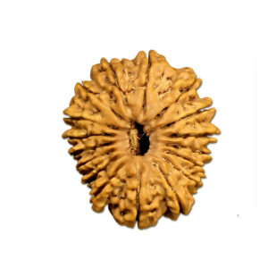 17 Mukhi Nepal Rudraksha |27.83mm|4.49gms