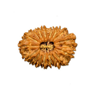 17 Mukhi Nepal Rudraksha |29.96mm|4.68gms