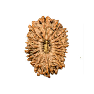 17 Mukhi Nepal Rudraksha |31.08mm|5.37gms