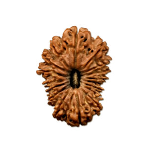17 Mukhi Nepal Rudraksha |31.89mm|4.87gms