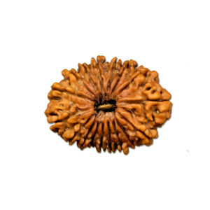 17 Mukhi Nepal Rudraksha |30.65mm|5.19gms