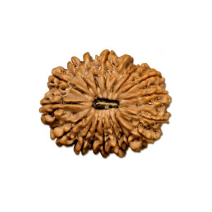 17 Mukhi Nepal Rudraksha |29.22mm|5.72gms