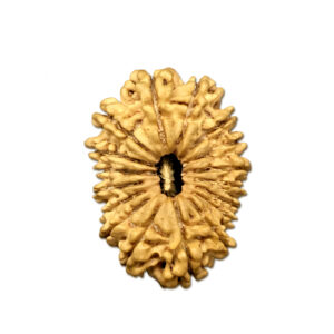 17 Mukhi Nepal Rudraksha |32.57mm|4.39gms