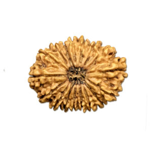 17 Mukhi Nepal Rudraksha |33.40mm|6.09gms