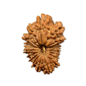 18 Mukhi Nepal Rudraksha|25.40mm|2.55gms