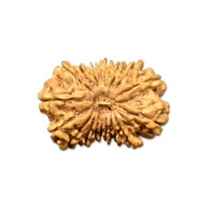 18 Mukhi Nepal Rudraksha|26.33mm|2.69gms