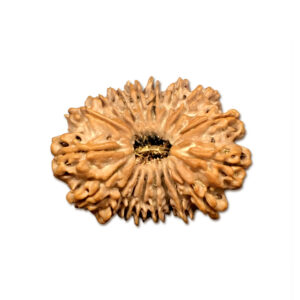 18 Mukhi Nepal Rudraksha|30.39mm|5.10gms