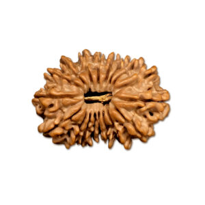 18 Mukhi Nepal Rudraksha|31.40mm|5.88gms