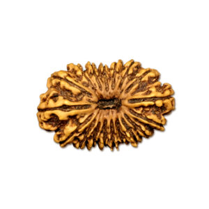 18 Mukhi Nepal Rudraksha|34.30mm|5.53gms