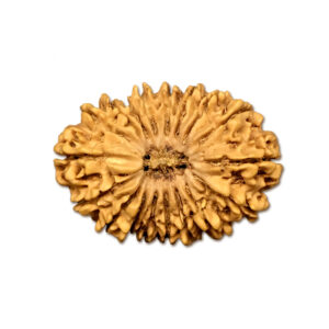 18 Mukhi Nepal Rudraksha|34.50mm|5.98gms