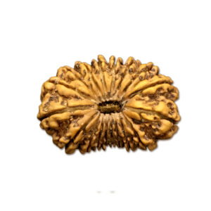 18 Mukhi Nepal Rudraksha|36.85mm|8.39gms