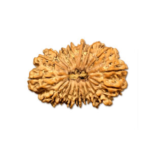 18 Mukhi Nepal Rudraksha|40.70mm|8.46gms