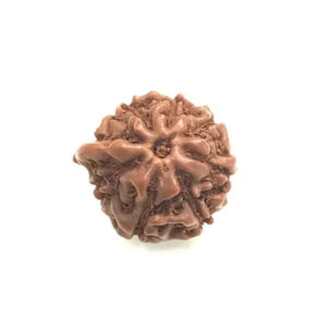 Ganesh Rudraksha Indonesian Small