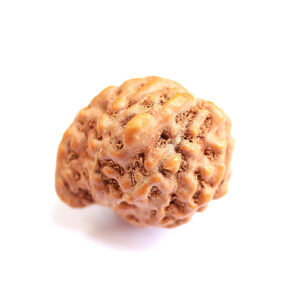 Ganesh Rudraksha Indonesian Large