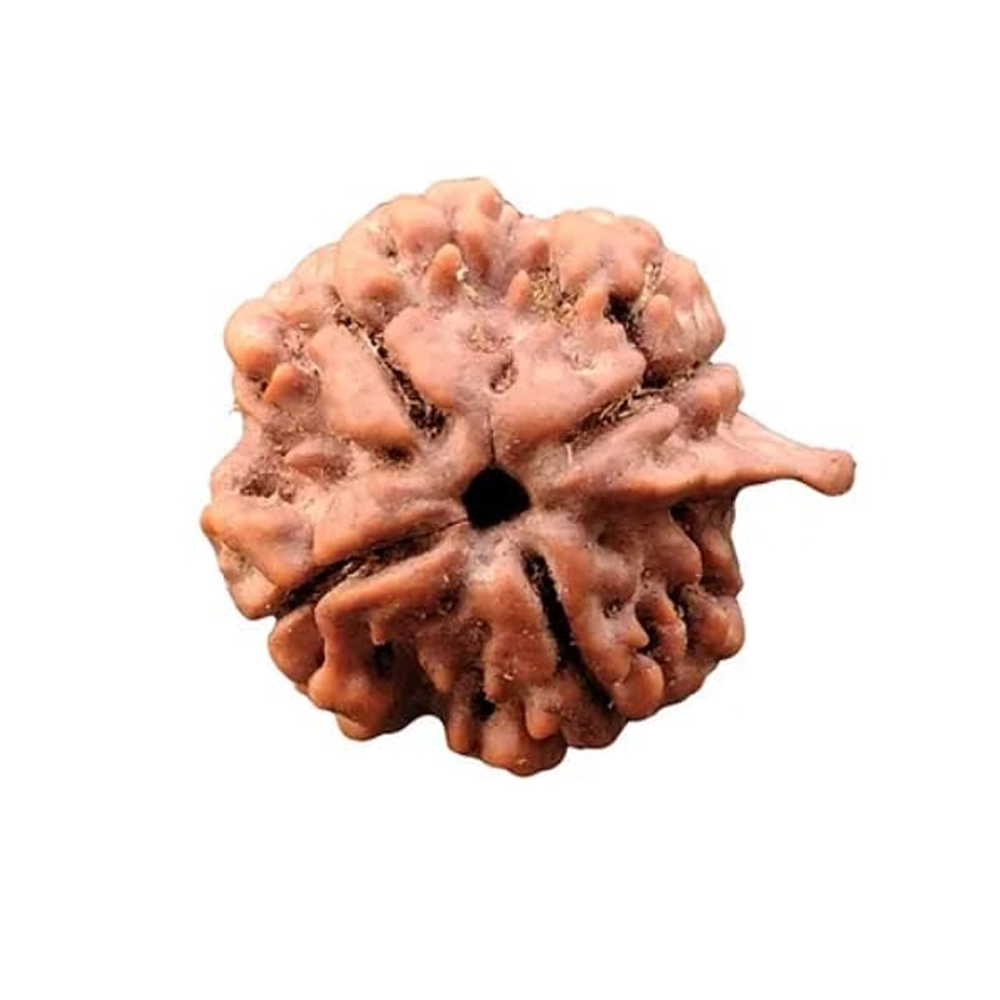 Ganesh Rudraksha Nepal Small