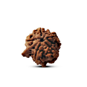 Ganesh Rudraksha Nepal Large