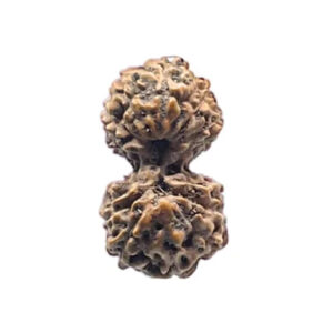 Indonesian Gauri-Shankar Rudraksha Small