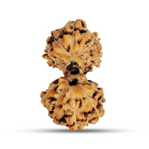 Indonesian Gauri-Shankar Rudraksha Medium