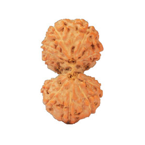 Indonesian Gauri-Shankar Rudraksha Large