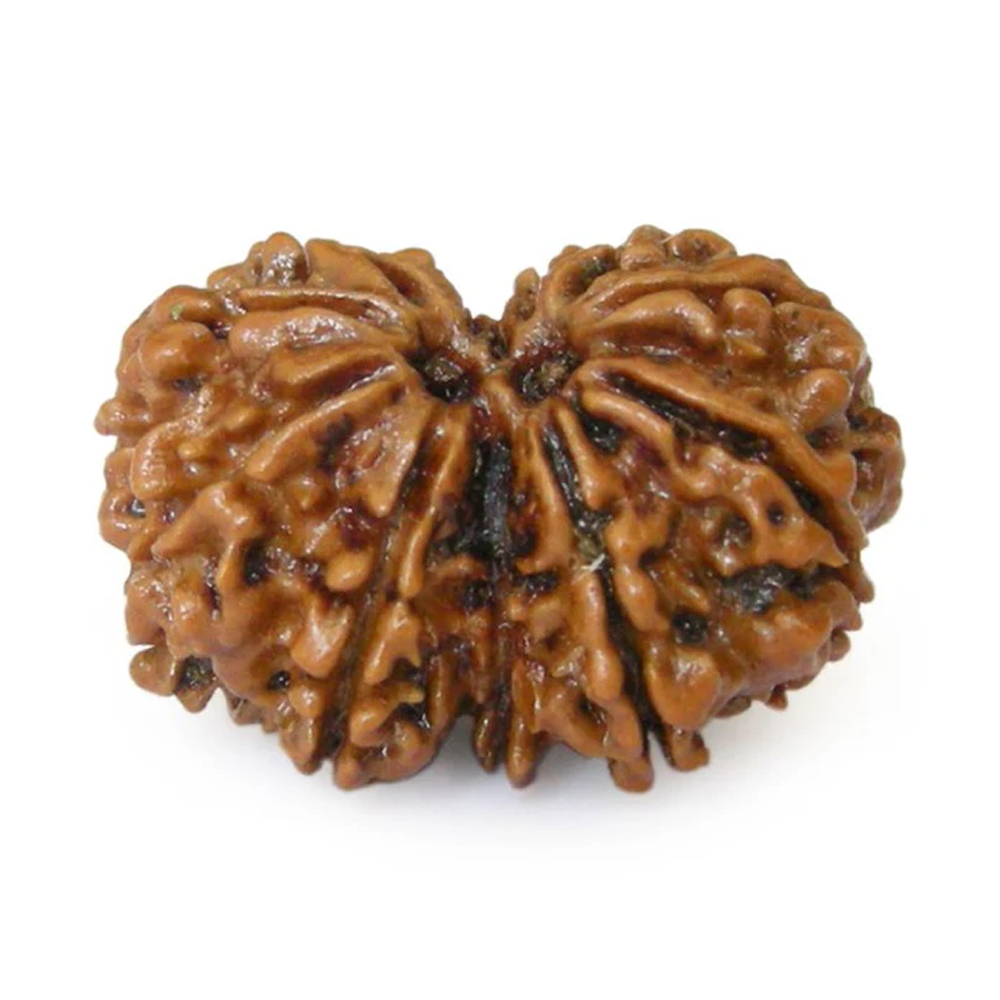 Nepal Gauri-Shankar Rudraksha Small