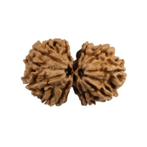 Nepal Gauri-Shankar Rudraksha Medium