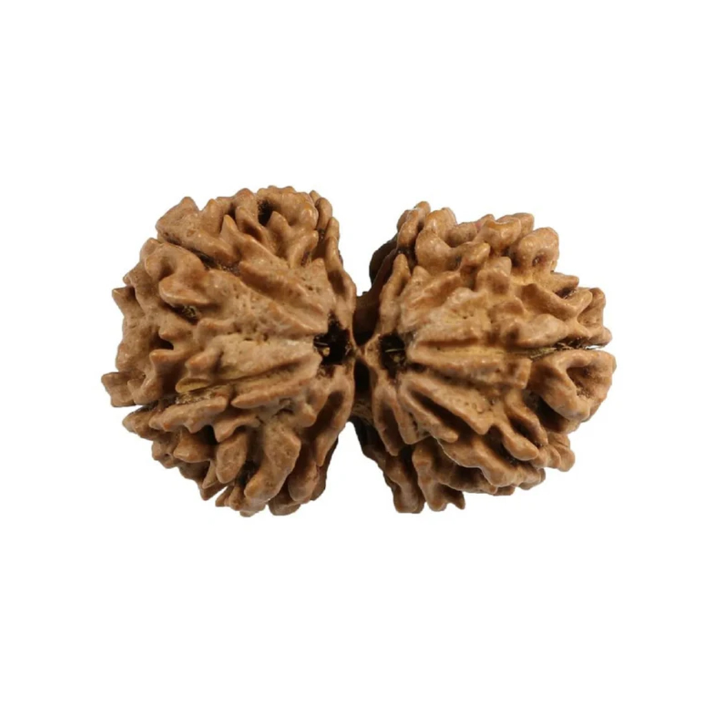 Nepal Gauri-Shankar Rudraksha Medium