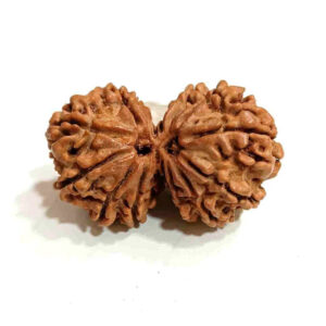 Nepal Gauri-Shankar Rudraksha Large
