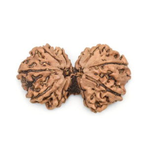 Nepal Gauri-Shankar Rudraksha Collector