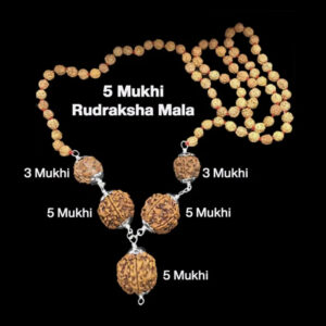 Rudraksha Combination for Health Power 3,3,5,5,5 Mukhi Nepal In Rudraksha Mala