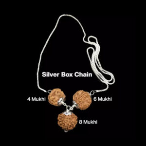 Rudraksha Combination for Advocates 4,6,8 Mukhi Nepal In Silver Chain