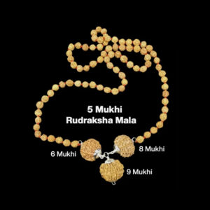 Rudraksha Combination For Females In Business 6,8,9 Mukhi Nepal In Rudraksha Mala