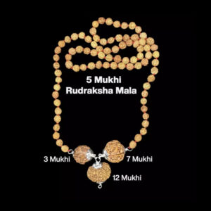 Rudraksha Combination for Career 3,7,12 Mukhi Nepal In Rudraksha Mala