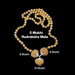 Rudraksha Combination for Business 6,8,12 Mukhi Nepal Rudraksha Mala