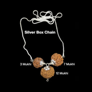 Rudraksha Combination for Career 3,7,12 Mukhi Nepal In Silver Chain