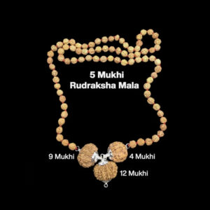 Rudraksha Combination for Doctors 4,9,12 Mukhi Nepal In Rudraksha Mala