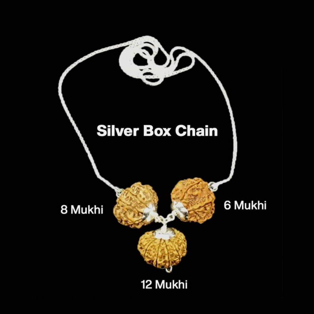 Rudraksha Combination for Business 6,8,12 Mukhi Nepal In Silver Chain