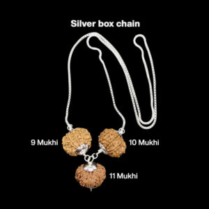 Rudraksha Combination for Total Protection 9,10,11 Mukhi Nepal In Silver Chain