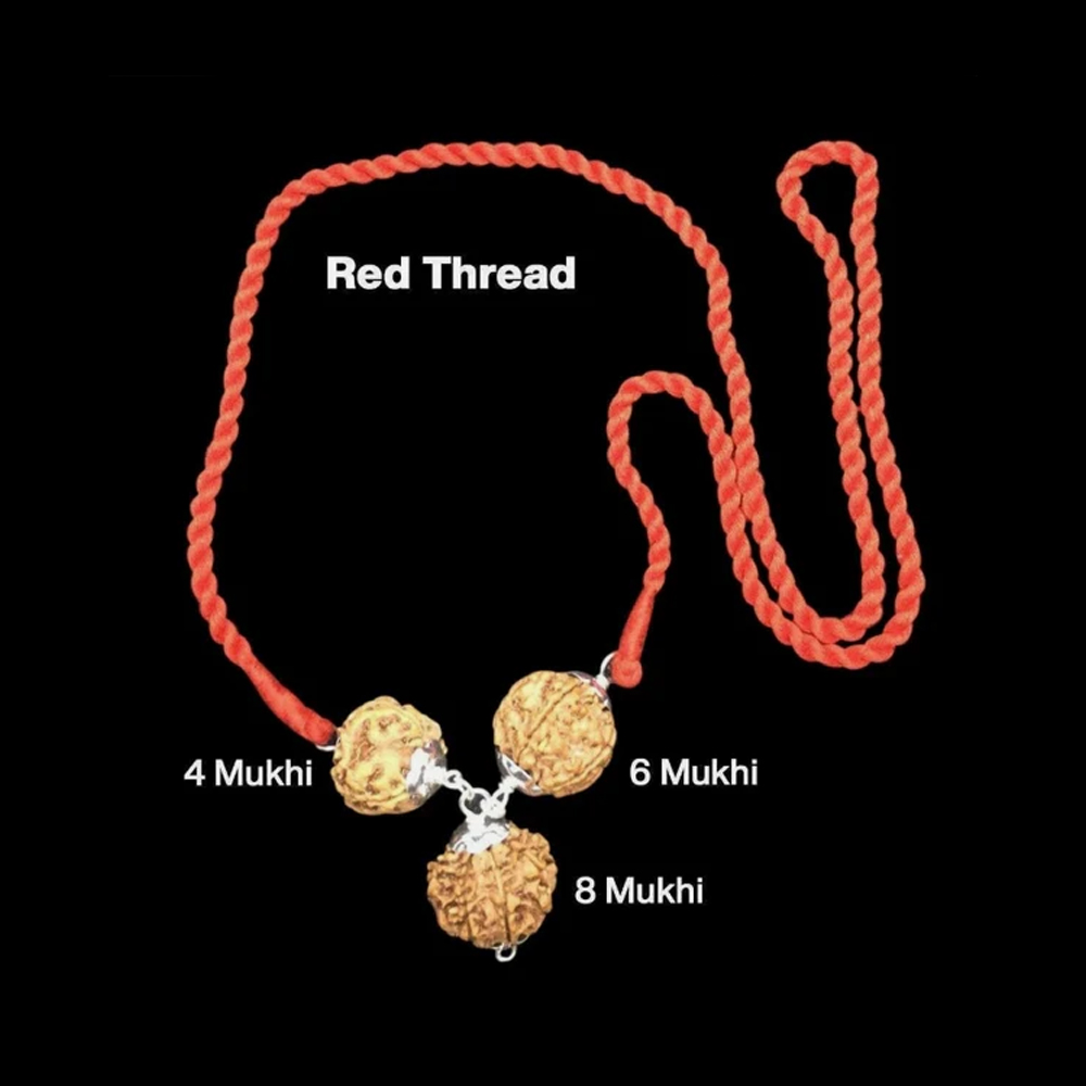 Rudraksha Combination for Advocates 4,6,8 Mukhi Nepal In Thread