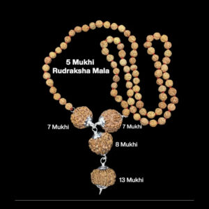 Rudraksha Combination For Business Power (Marketing & Trading) 7,7,8,13 Mukhi In Rudraksha Mala