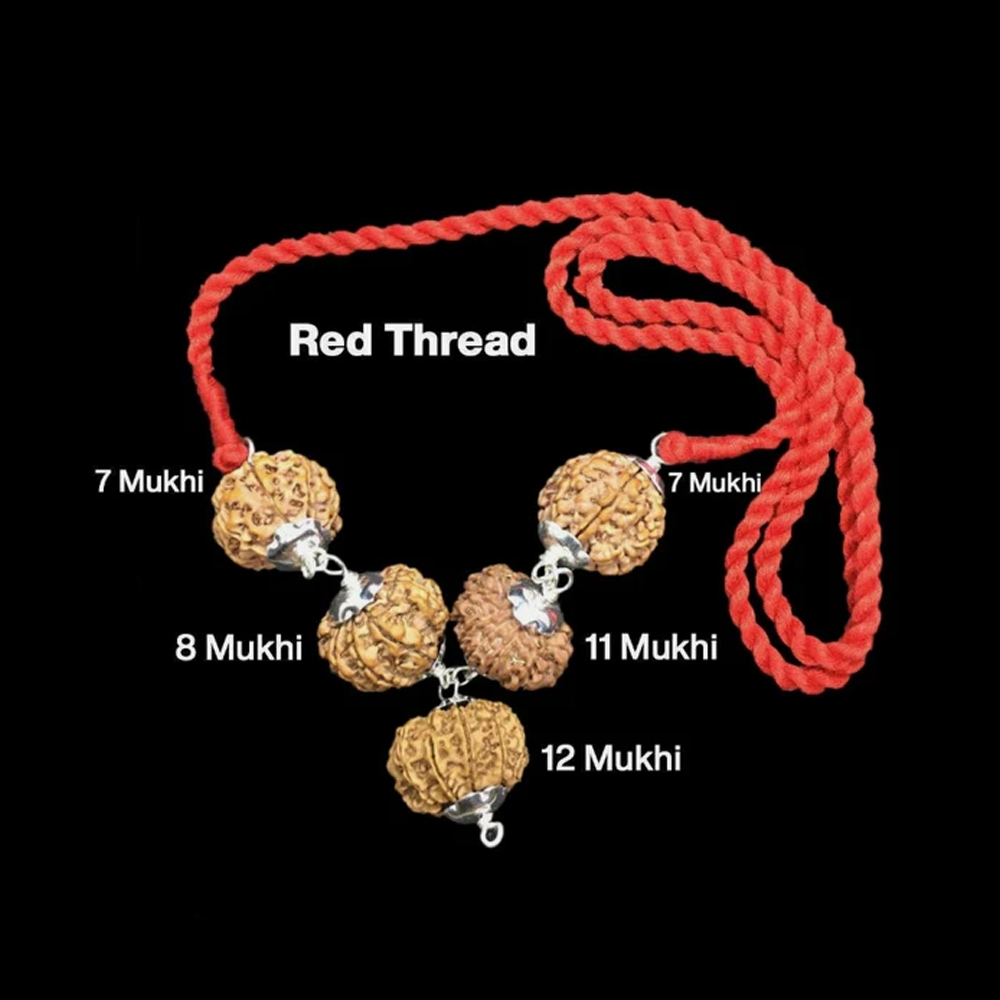 Rudraksha Combination Business Power (Executives & Businessmen) 7,7,8,11,12 Mukhi Nepal In Thread
