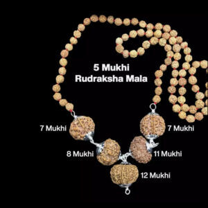 Rudraksha Combination Business Power (Executives & Businessmen) 7,7,8,11,12 Mukhi Nepal