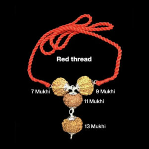 Rudraksha Combination for Wealth 7,9,11,13 Mukhi Nepal In Thread
