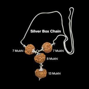 Rudraksha Combination For Business Power (Marketing & Trading) 7,7,8,13 Mukhi Nepal