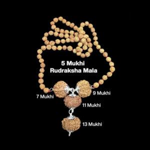 Rudraksha Combination for Wealth 7,9,11,13 Mukhi Nepal In Rudraksha Mala