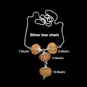 Rudraksha Combination for Wealth 7,9,11,13 Mukhi Nepal In Silver Chain