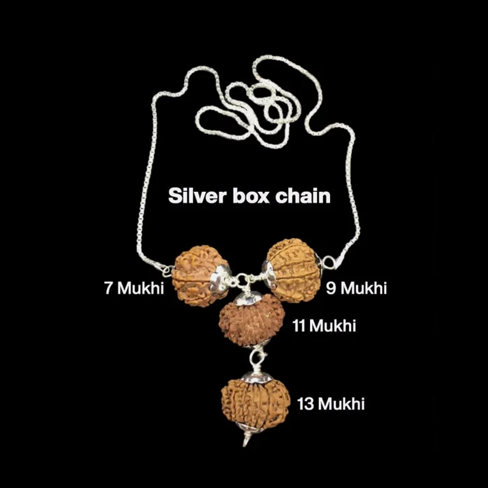 Rudraksha Combination for Wealth 7,9,11,13 Mukhi Nepal In Silver Chain